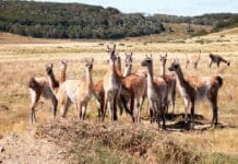 “No es el guanaco, el principal enemigo de la producción ganadera es el perro asilvestrado”
