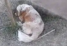 Maltrato animal: “Si no se denuncia, no se puede actuar”