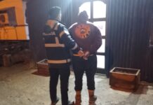 Liberaron al hombre acusado de matar a un caballo y viralizar en video