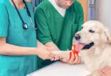Tolhuin busca veterinarios