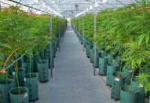 Los detalles de la reglamentación de la Ley de Cannabis Medicinal