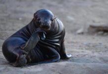 Medidas preventivas ante el avance de la gripe aviar en lobos marinos