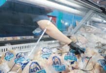 Río Grande retomó la producción de pollos frescos