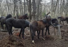 Por Ley, en Ushuaia los caballos son seres sintientes