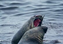 Yaganes, el Área Marina Protegida más austral de la Argentina continental