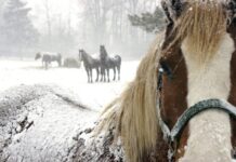 Comenzó la capacitación de Derecho Animal