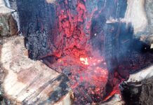 Un rayo prendió fuego un árbol en Tolhuin