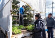 La municipalidad entregó más de 50.000 plantines