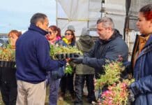 Comenzó la entrega de plantines en Río Grande