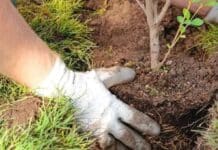 Sigue vigente la bonificación de impuestos por plantar árboles en las veredas