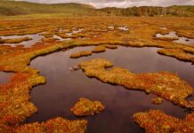 Medio ambiente: Científicos del CADIC y la UNTDF rechazan artículos de la Ley Ómnibus