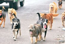 En Tolhuin esperan insumos para comenzar con la castración masiva