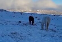 Piden información sobre posible incumplimiento de la ordenanza de animales sueltos en Ushuaia