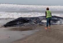 Encontraron una ballena muerta en las costas de Pinamar