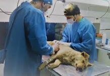 Tolhuin lanza la primera campaña de salud pública veterinaria