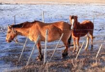 Dieron equinos en adopción a la escuela agrotécnica salesiana