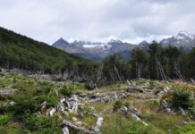 Preocupación en la provincia por la demora de los fondos de la Ley Nacional de Bosques