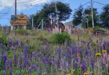 Vecinos denuncian otra ocupación en la Reserva Natural del Barrio Ecológico