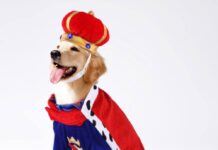 En el 140° aniversario de Ushuaia eligen a los “reyes de cuatro patas”