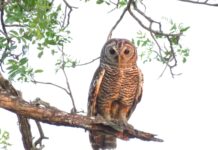 Sobre las “visitas” que aparecieron en Río Grande