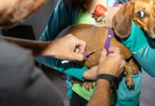 El sábado hay jornada de vacunación antirrábica y chipeo en Río Grande