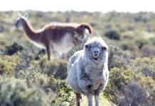 Anunciaron créditos para la producción ovina y cambios en el manejo del guanaco