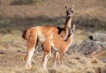 El Conicet desmintió a los productores agropecuarios que denunciaron una superpoblación de guanacos