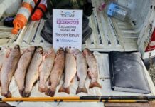 Secuestraron truchas y equipos de pesca en operativos de control