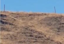 No era un puma, era un gato salvaje