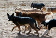Gobierno publicó una guía sobre los perros asilvestrados