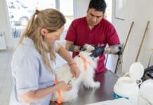 Sábado con jornada para mascotas