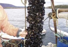 Una empresa denuncia que no pudo exportar mejillones porque la provincia no cumplió con Senasa