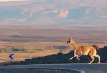 Desde el CADIC brindaron recomendaciones a los que quieren “salir a balear” guanacos