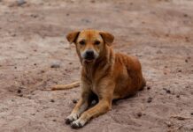 Dónde donar una cucha para los animales de la calle