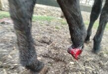 Desde La Cimarrona denuncian un ataque al ganado de parte de perros “con dueños identificables”