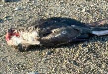 Cuál es la causa de muerte de las aves que aparecieron en las playas de Río Grande
