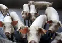 Mirgor se reinventa y desembarca en el negocio de la carne