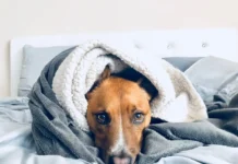 Recuerdan los cuidados que hay que tener con las mascotas durante el invierno