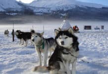Denuncian ocupación ilegal y maltrato animal en el Valle de Lobos