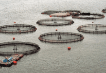 Para Lapadula la vuelta del debate por las salmoneras “está dirigida a alguien en particular”