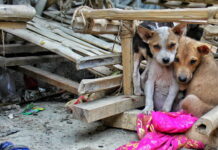 Empezó la campaña para juntar ropa y alimentos para los perros abandonados