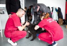 El Municipio de Río Grande realizó una nueva jornada de vacunación antirrábica