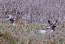 Los perros asilvestrados se están reproduciendo y ahora atacan a los novillos