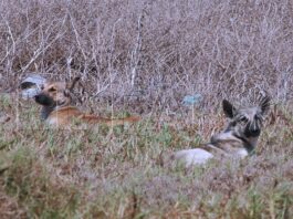 Los perros asilvestrados se están reproduciendo y ahora atacan a los novillos
