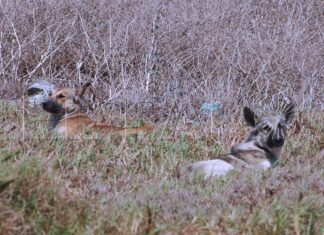 Los perros asilvestrados se están reproduciendo y ahora atacan a los novillos