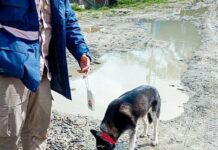 Realizaron controles de perros sueltos en Andorra y acciones para promover la tenecia responsable de mascotas