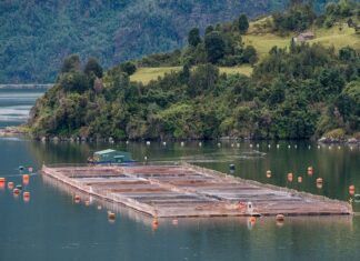 Salmoneras: “Una de las razones por las que se tomó la decisión de suspender la sesión”