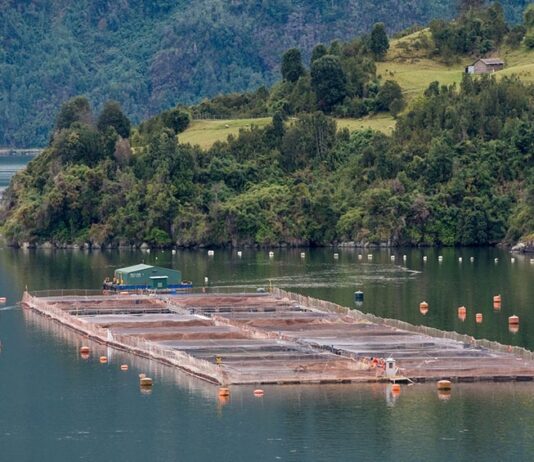 Salmoneras: “Una de las razones por las que se tomó la decisión de suspender la sesión”