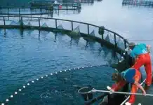 Cómo es el proyecto de cría de salmón en tierra que contrasta con las salmoneras en el mar