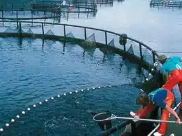 Cómo es el proyecto de cría de salmón en tierra que contrasta con las salmoneras en el mar